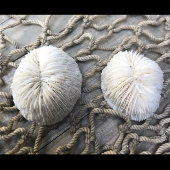 COPY - (2) Real Mushroom Cap Corals Lot - Picture 5 of 11